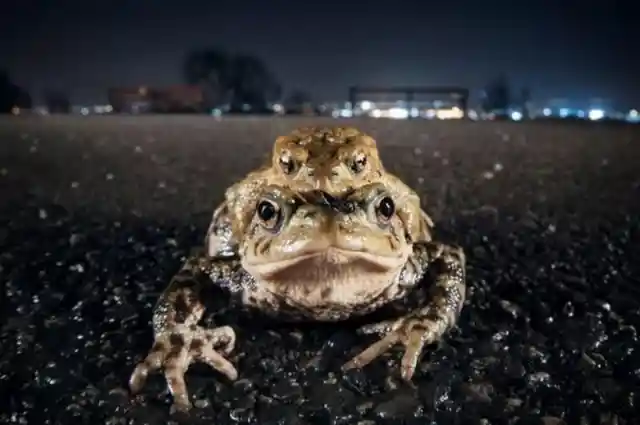 Toads - Bristol, UK
