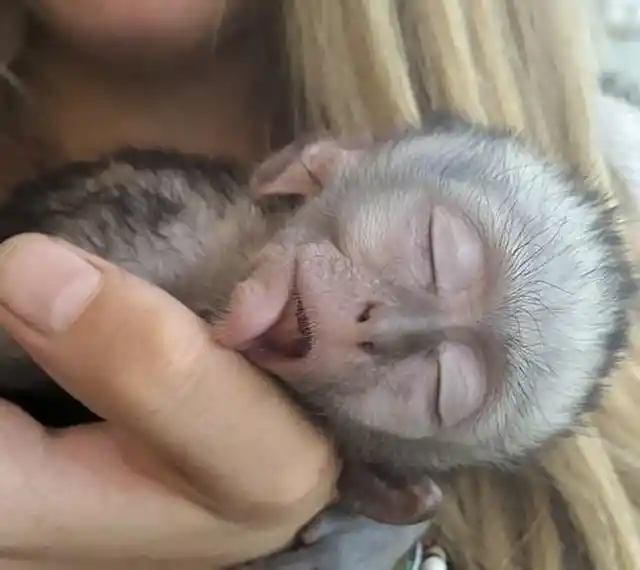 Orphaned Baby Monkey Meets Two Tiny Cats With The Most Surprising Results