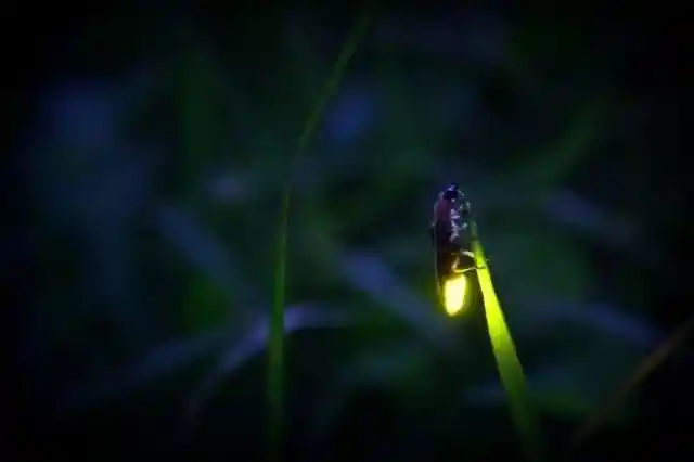 What Do You Call Those Little Bugs That Light Up The Summer Sky?