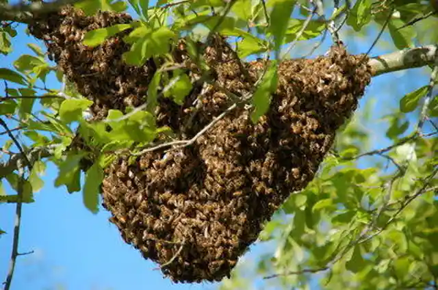 How many honeybees usually live in a colony?