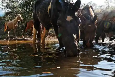 How much water does a horse consume in a day?