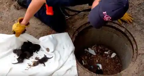 Firefighters Rescue ‘Puppies’ From Storm Drain, Learning They Were Not Actually Puppies At All