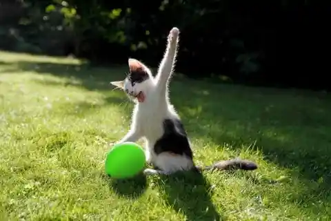 These Funny Cats Will Keep You Entertained For Weeks