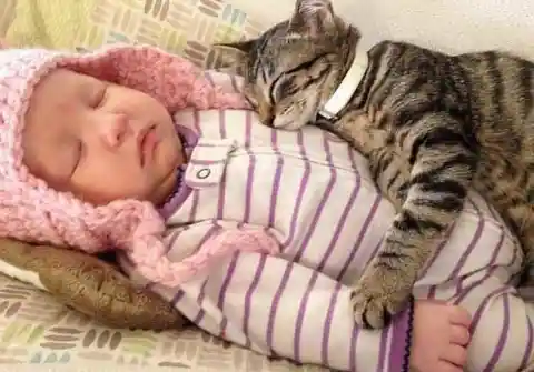 Babies vs. Cats