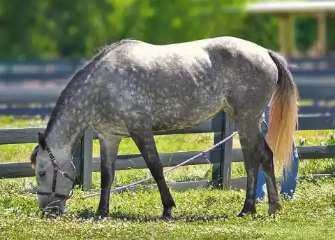 A horse with spots like this one is called a ___ gray.
