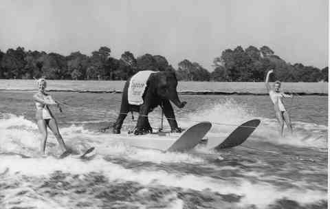 6. Elephants know how to have fun. Just ask Queenie, the first one to water surf (circa 1950)