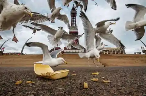 Gulls - Blackpool Seafront, UK