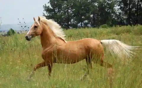 What can this horse be described as?