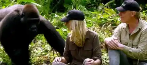 Man Introduces His Wife To Gorillas He Raised And Things Didn’t Go As Planned