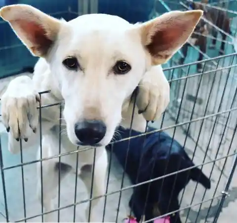 Inseparable Dog Brothers Can’t Find A Home, Rescue Center Makes One Last Call
