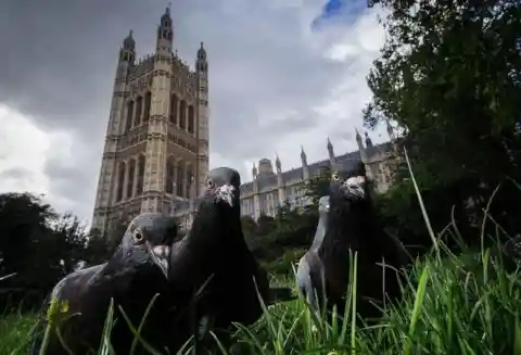 Feral Pigeons - Parliament, UK