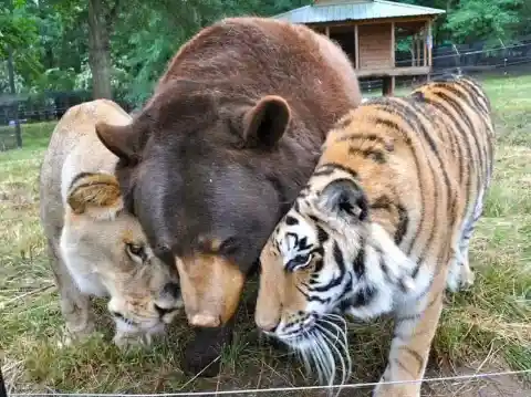 A lion, bear, and tiger that were inseparable after being rescued together in 2006