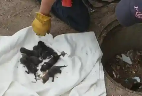 Firefighters Rescue ‘Puppies’ From Storm Drain, Learning They Were Not Actually Puppies At All