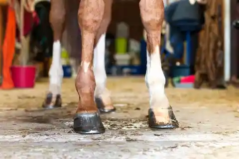 True or false: It is vital not to trim a horse’s hooves too short.
