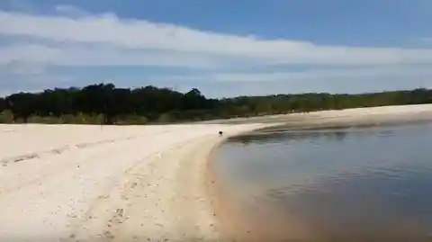 Man Sees A Weird Animal On An Island, Decides To Take Him Home