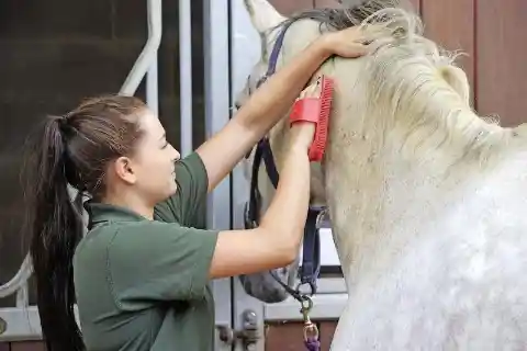 What is the name of this horse grooming tool