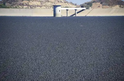 Here's Why A Las Vegas Lake Is Covered In 96 Million Floating Black balls