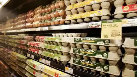 Man Hatches An Egg That He Bought From The Supermarket