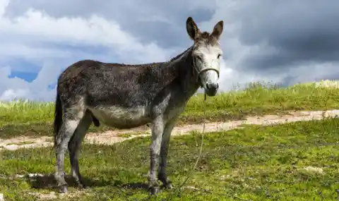 True or false: horses and donkeys cannot breed with one another.