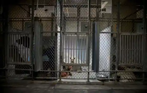 Unwanted Chihuahua Stuck At Shelter, But Pit Bull Refuses To Leave Him There