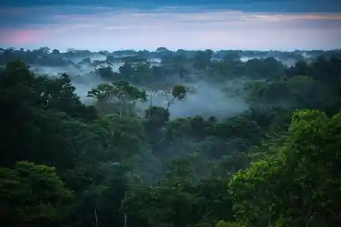 The Amazon Forest Is Weirder Than We Thought