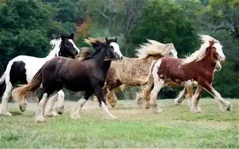 Which of the horses in this photo is NOT a horse-coat description or color?