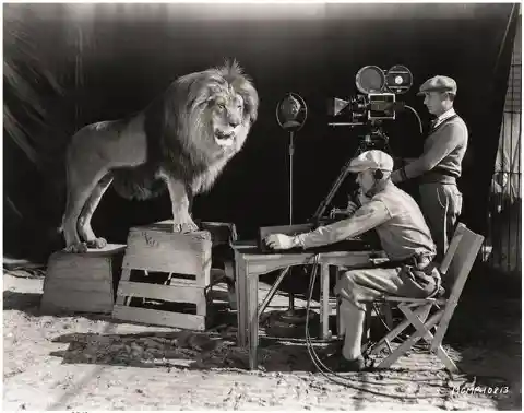 19. “Jackie” the Lion, recording the MGM roar, 1928.