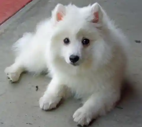 Woman Gets Fluffy White Puppy, But It Doesn’t Bark. A Year Later She Finally Learns Why