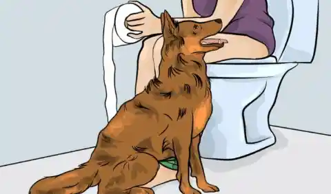 This Is Why Dogs Follow You Into The Bathroom and Other Weird Dog Habits Explained