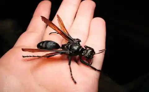 18. Titan Beetle