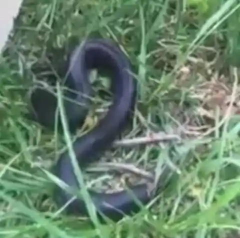 Snake or worm?