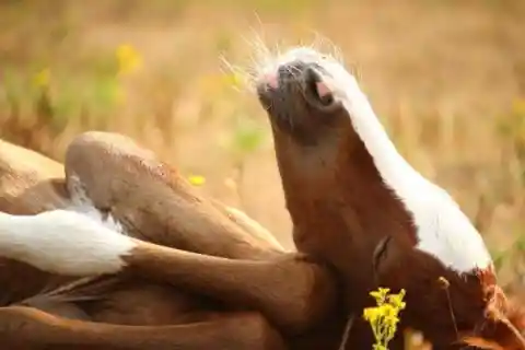True or false: Horses sleep standing up