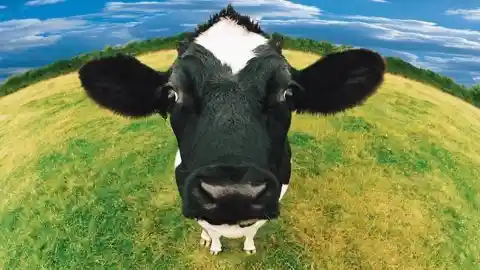 Do cows have front teeth?
