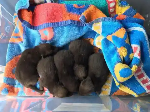 Man Rescues Abandoned Five Small Puppies, Turns Out Their Mom Is Not A Dog
