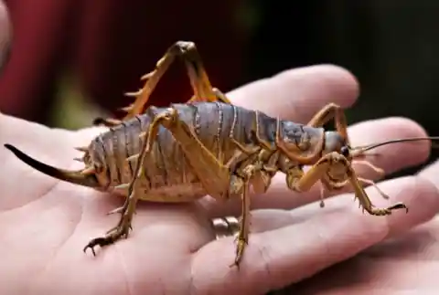 10. Giant Centipede