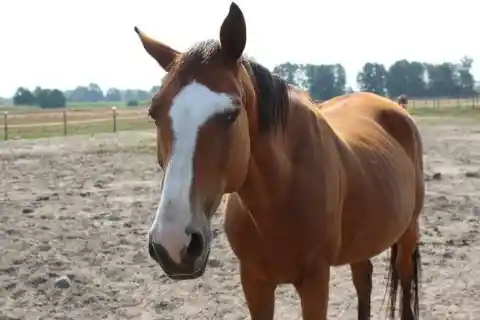 When a horse has his ears back, he is feeling: