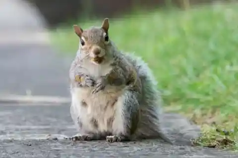 Have You Ever Seen The World’s Cutest Pregnant Animals?