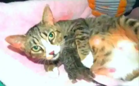 Heavy Cat Bites Woman’s Face, Doctors Race To Save Her Life
