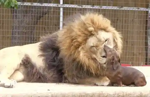 Massive Lion Named "Bonecrusher" Befriends A Small But Brave Pet