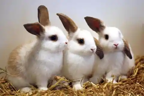 What are baby rabbits called?