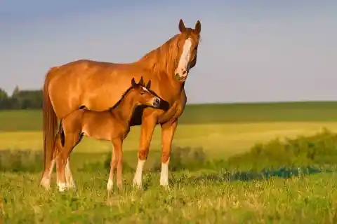 1. What is the proper name for an adult female horse?