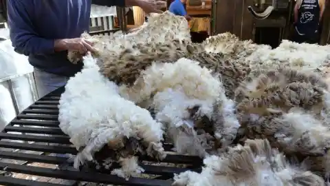 How much wool does one sheep produce during one shearing?