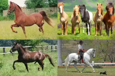 Which of the following is NOT an example of a gait used by horses?