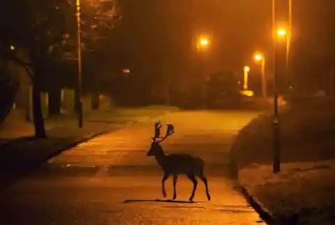 Deer - London, UK