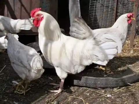 What kind of chicken is this?
