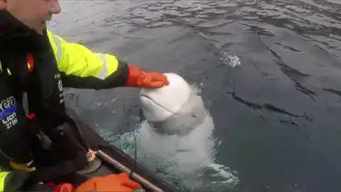 Woman Loses Phone At Sea, But It Gets Returned To Her By A Whale