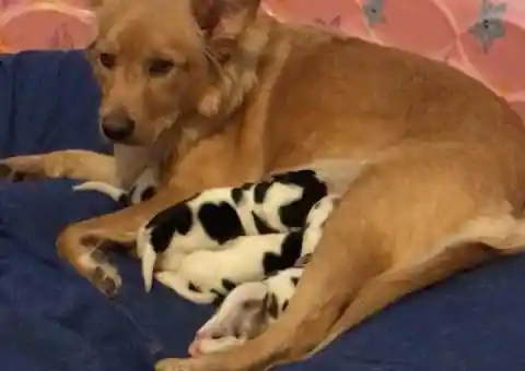 Proud Mama Dog Confused When She Gives Birth to Four Baby Cows