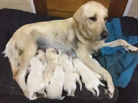 The Rarest Puppy You've Ever Seen Was Just Born 