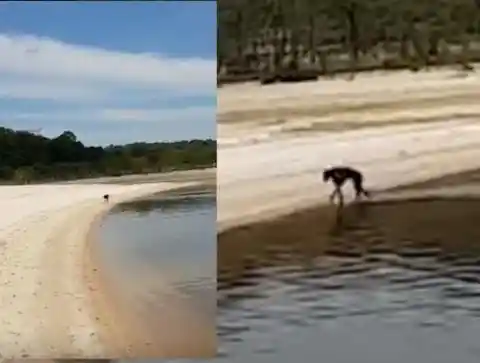 Man Sees A Weird Animal On An Island, Decides To Take Him Home
