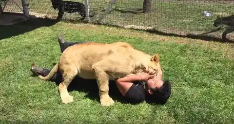 Lioness Gets Reunited With Old Caretaker